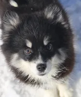 Grizzly, a male Pomsky for sale in Lancaster, OH – Photo 5 of 10