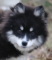 Grizzly, a male Pomsky for sale in Lancaster, OH – Photo 2 of 10