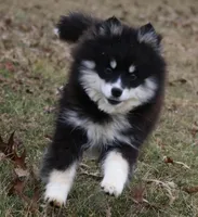Grizzly, a male Pomsky for sale in Lancaster, OH – Photo 3 of 10