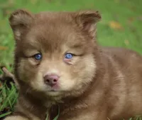 Autumn, a female Pomsky for sale in Lancaster, OH – 2 of 6