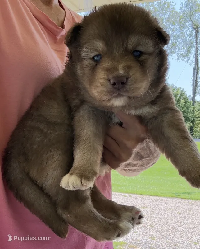 Autumn – Pomsky puppy for sale in Lancaster, OH