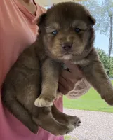 Autumn, a female Pomsky for sale in Lancaster, OH – 1 of 1
