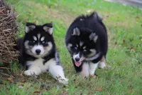 Shayla , a female Pomsky for sale in Lancaster, OH – 9 of 10