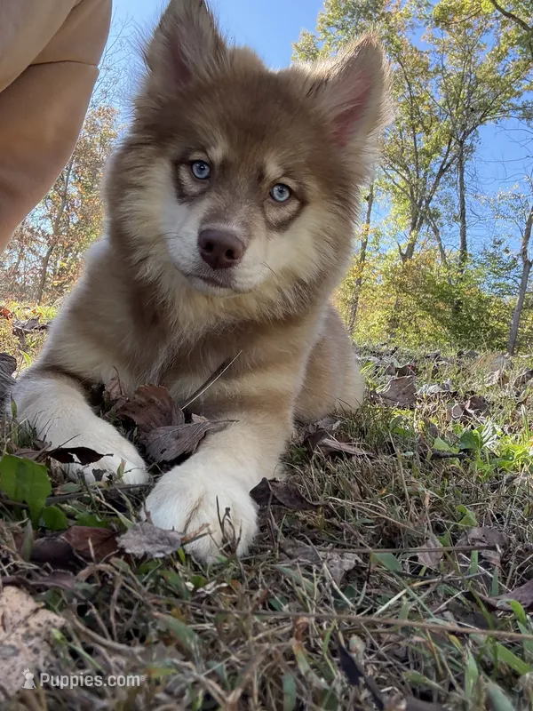 Autumn – Pomsky puppy for sale in Lancaster, OH