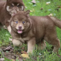 Autumn, a female Pomsky for sale in Lancaster, OH – 5 of 6