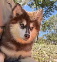 Addie , a female Pomsky for sale in Lancaster, OH – 4 of 6