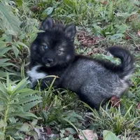 Spice, a female Pomsky for sale in Lancaster, OH – 7 of 7