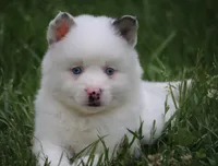 Prince , a male Pomsky for sale in Lancaster, OH – 8 of 10