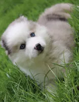 Marshmellow, a female Pomsky for sale in Lancaster, OH – 5 of 9