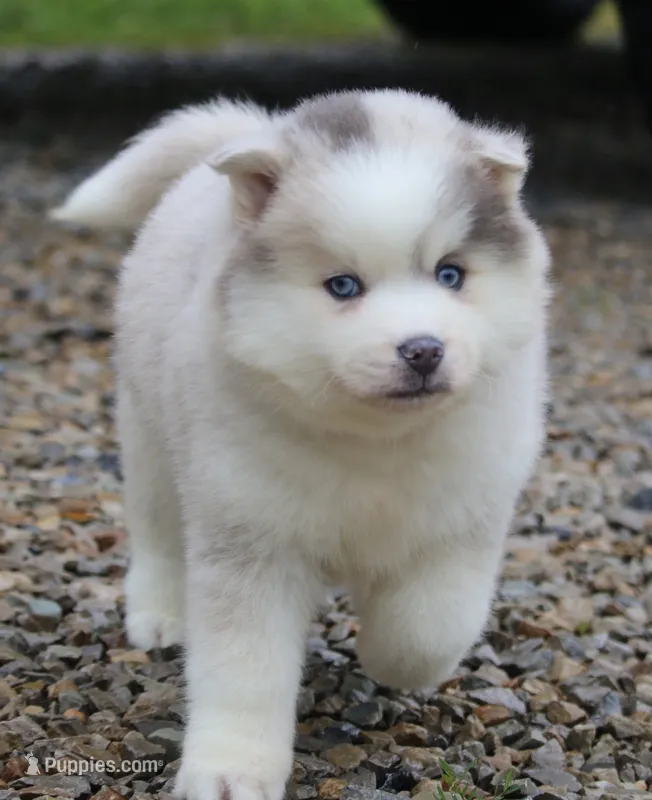 Merle – Pomsky puppy for sale in Lancaster, OH