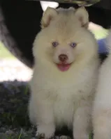 Cotton, a female Pomsky for sale in Lancaster, OH – 6 of 10