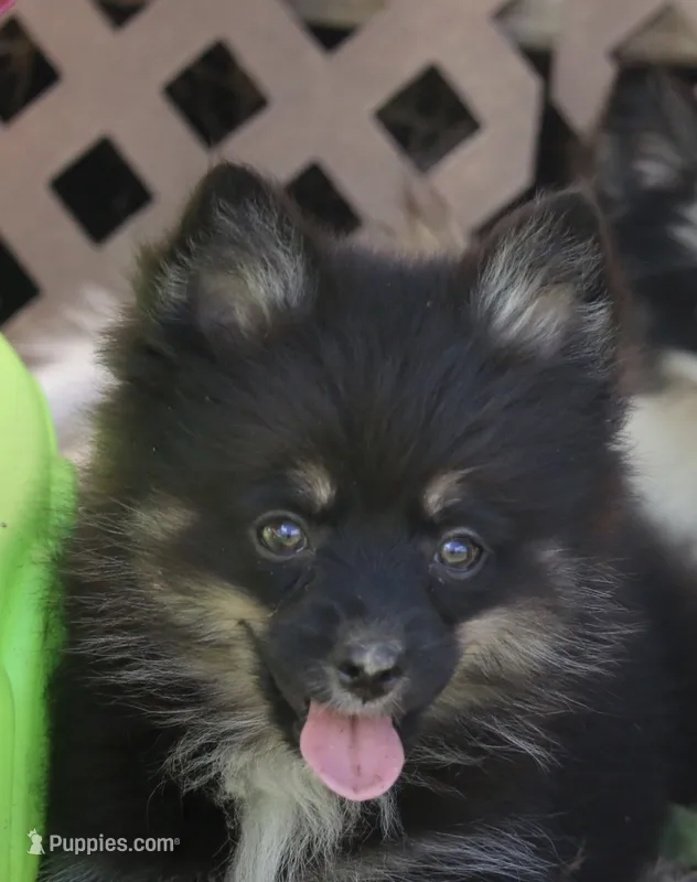 Harper – Pomsky puppy for sale in Lancaster, OH