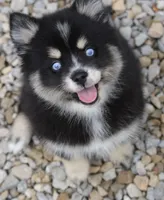 Deana, a female Pomsky for sale in Lancaster, OH – 5 of 10