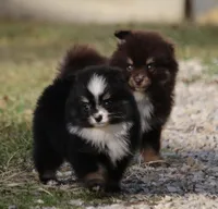 Sissy, a female Pomsky for sale in Lancaster, OH – Photo 2 of 5