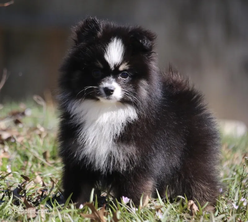 Sissy – Pomsky puppy for sale in Lancaster, OH