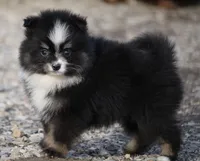 Sissy, a female Pomsky for sale in Lancaster, OH – Photo 1 of 5