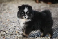 Sissy, a female Pomsky for sale in Lancaster, OH – Photo 3 of 5