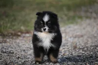 Sissy, a female Pomsky for sale in Lancaster, OH – Photo 5 of 5