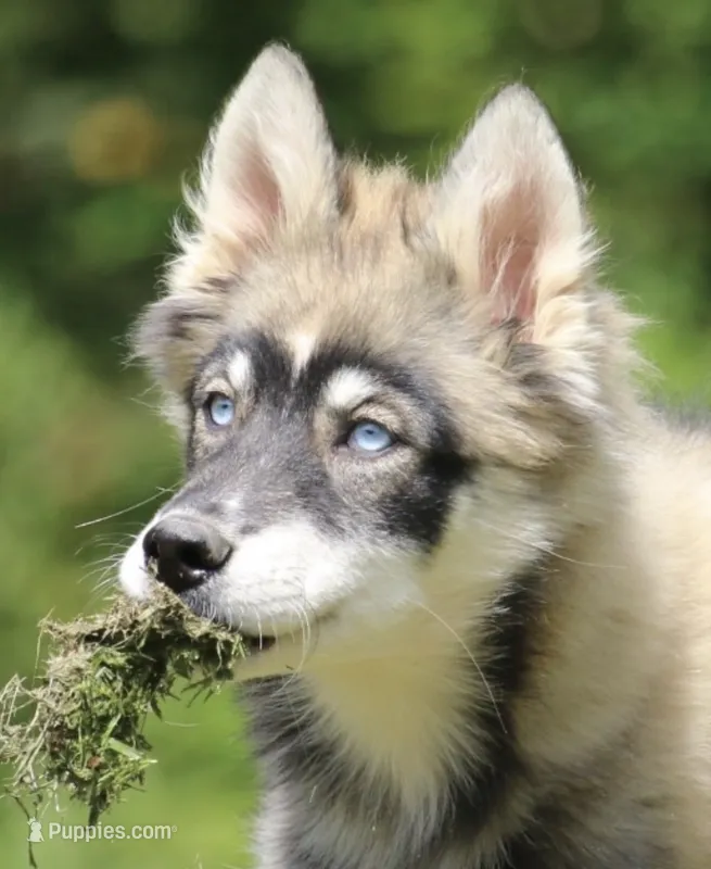 Dude – Pomsky puppy for sale in Lancaster, OH