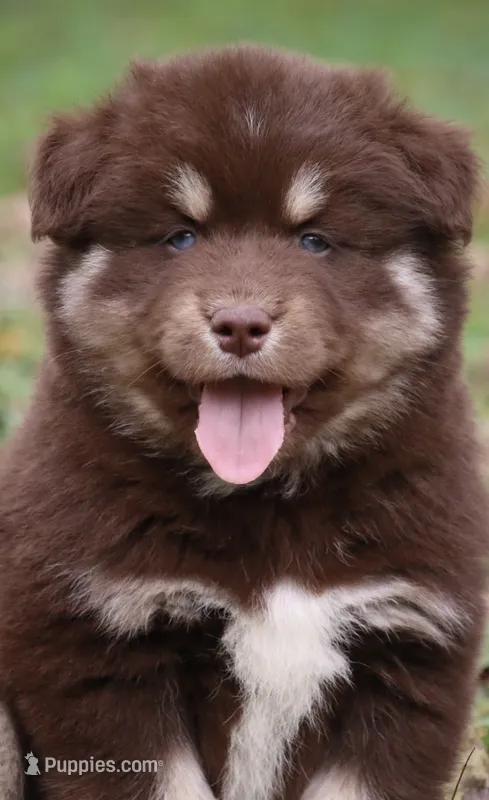 Hulk – Pomsky puppy for sale in Lancaster, OH