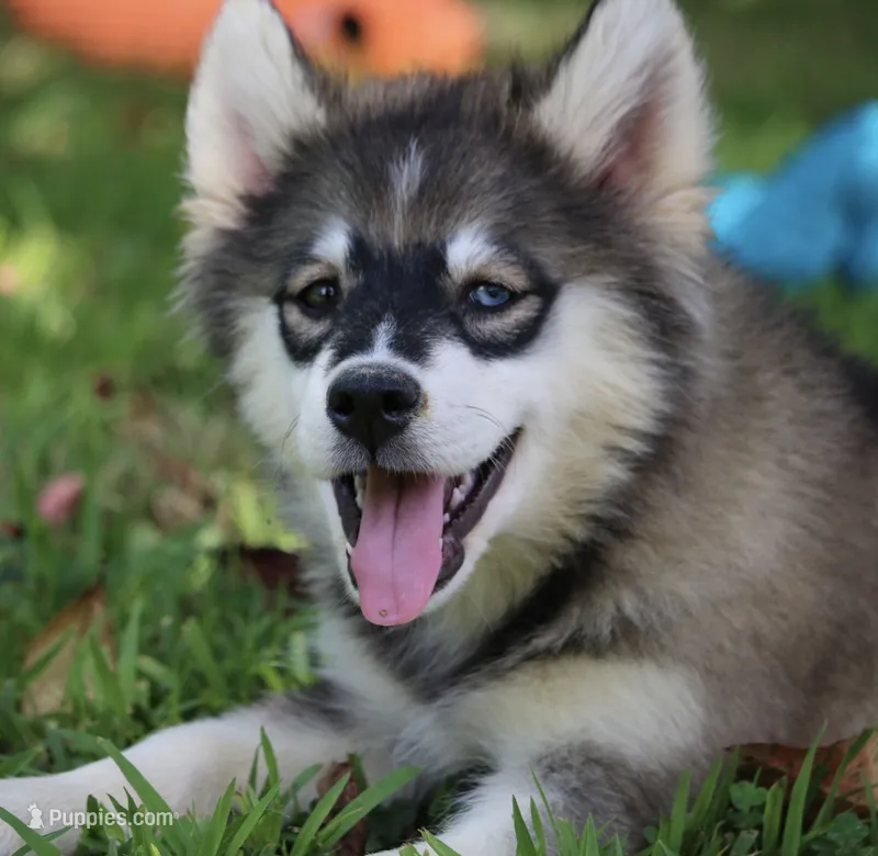 Dakota  – Pomsky puppy for sale in Lancaster, OH