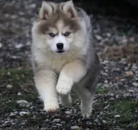 Eric, a male Pomsky for sale in Lancaster, OH – Photo 3 of 9