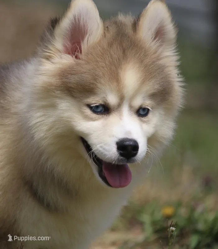 Eric – Pomsky puppy for sale in Lancaster, OH