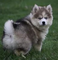 Eric, a male Pomsky for sale in Lancaster, OH – Photo 5 of 9
