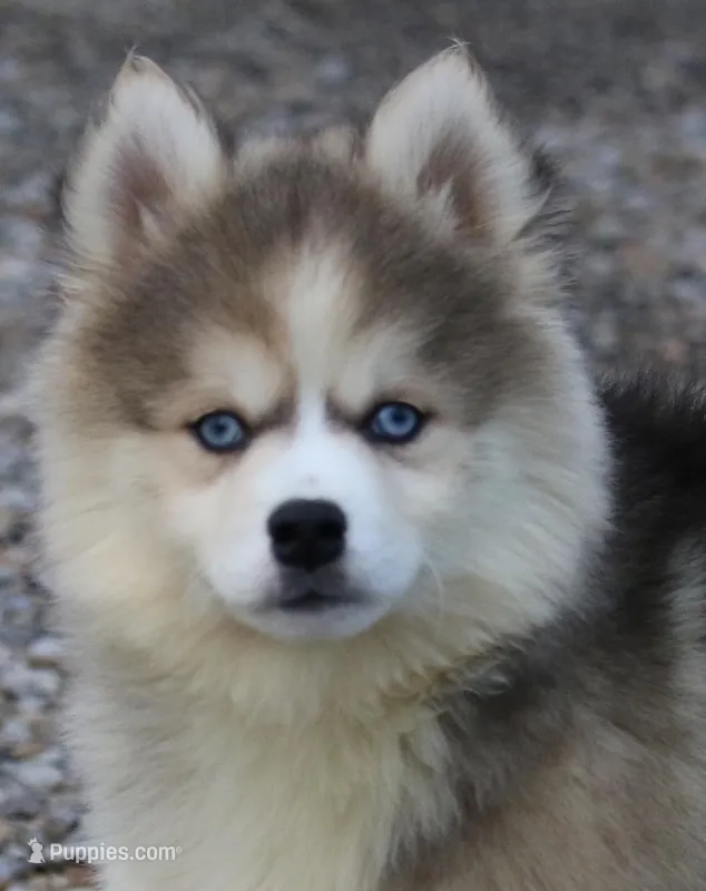 Eric – Pomsky puppy for sale in Lancaster, OH