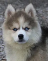 Eric, a male Pomsky for sale in Lancaster, OH – Photo 4 of 9