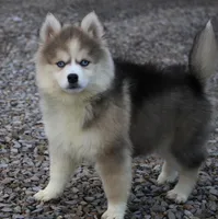 Eric, a male Pomsky for sale in Lancaster, OH – Photo 7 of 9