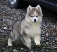 Eric, a male Pomsky for sale in Lancaster, OH – Photo 2 of 9