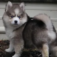 Eric, a male Pomsky for sale in Lancaster, OH – Photo 8 of 9