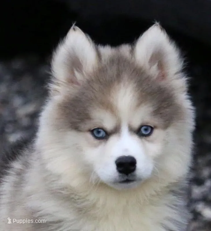 Eric – Pomsky puppy for sale in Lancaster, OH