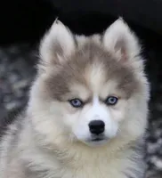 Eric, a male Pomsky for sale in Lancaster, OH – Photo 1 of 9