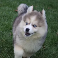 Eric, a male Pomsky for sale in Lancaster, OH – Photo 6 of 9