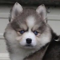 Eric, a male Pomsky for sale in Lancaster, OH – Photo 9 of 9
