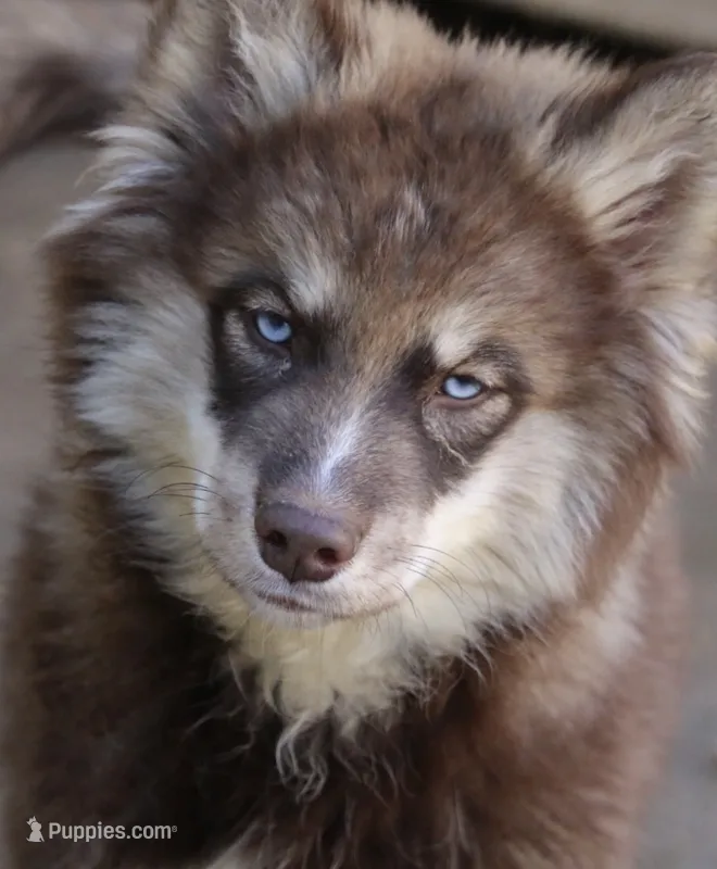 Kipper – Pomsky puppy for sale in Lancaster, OH