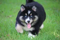 Sparkles, a female Pomsky for sale in Lancaster, OH – 5 of 6