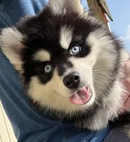 Garth, a male Pomsky for sale in Lancaster, OH – Photo 1 of 10