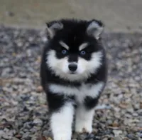 Garth, a male Pomsky for sale in Lancaster, OH – Photo 3 of 4