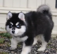 Garth, a male Pomsky for sale in Lancaster, OH – Photo 5 of 10