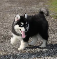 Garth, a male Pomsky for sale in Lancaster, OH – Photo 8 of 10