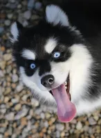 Garth, a male Pomsky for sale in Lancaster, OH – Photo 2 of 10