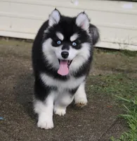 Garth, a male Pomsky for sale in Lancaster, OH – Photo 4 of 10