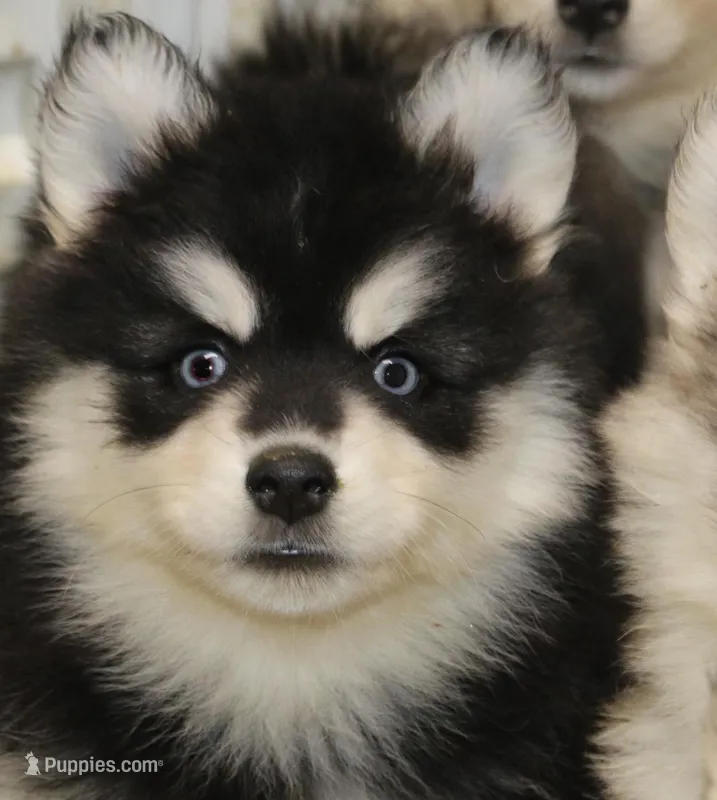 Garth – Pomsky puppy for sale in Lancaster, OH