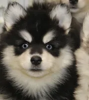 Garth, a male Pomsky for sale in Lancaster, OH – Photo 1 of 4