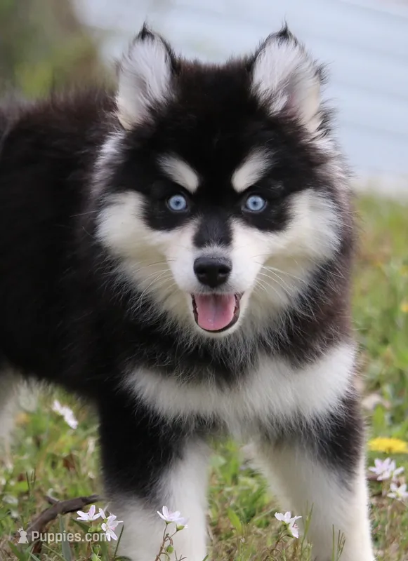 Garth – Pomsky puppy for sale in Lancaster, OH