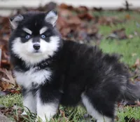 Garth, a male Pomsky for sale in Lancaster, OH – Photo 2 of 4