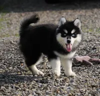 Garth, a male Pomsky for sale in Lancaster, OH – Photo 7 of 10